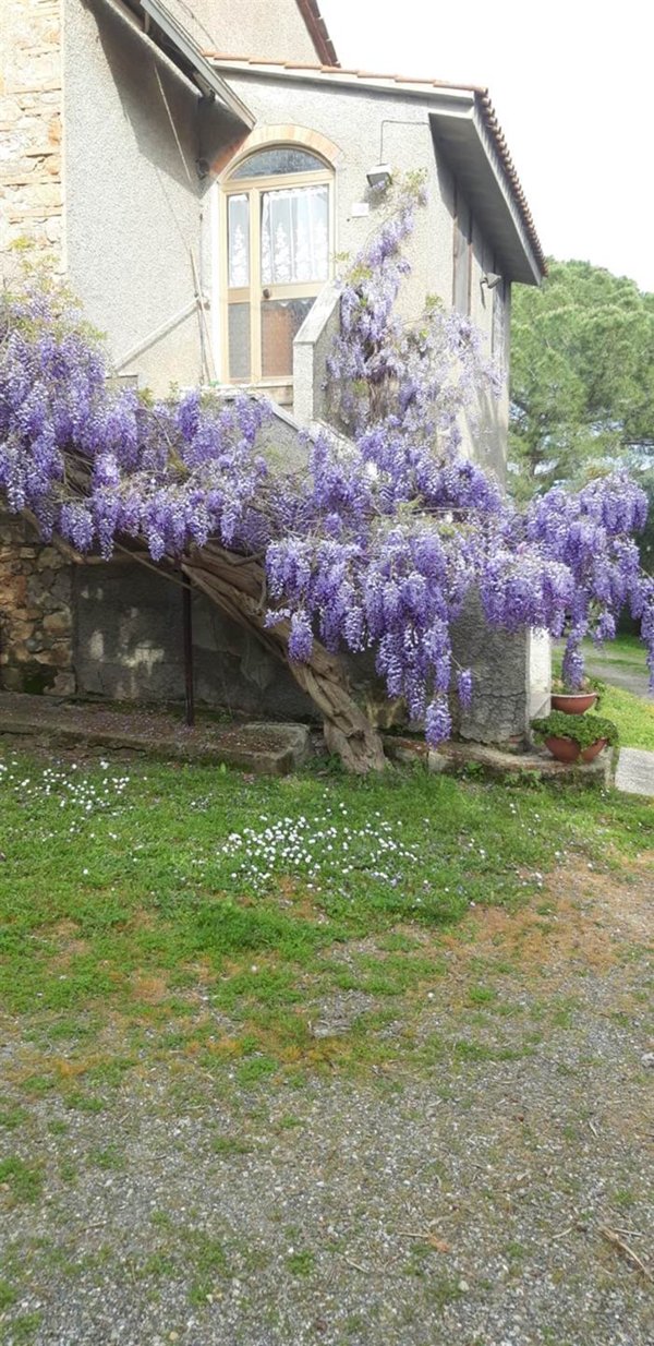casa indipendente in vendita a Campagnatico