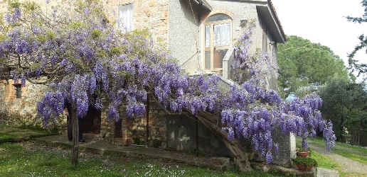 casale in vendita a Campagnatico