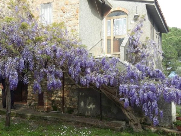 casa indipendente in vendita a Campagnatico