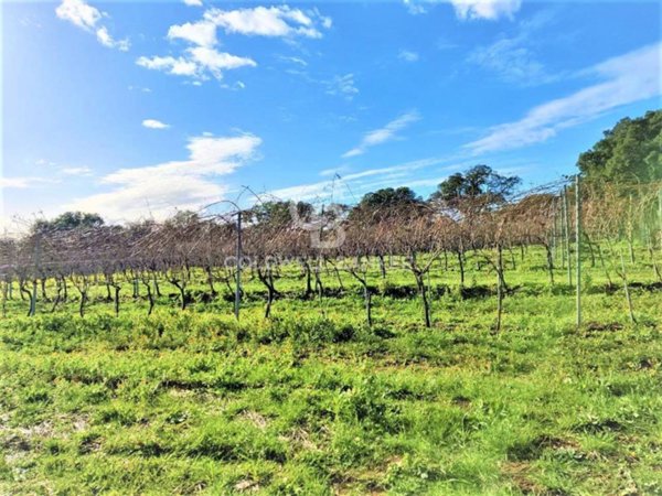 terreno agricolo in vendita a Capalbio in zona Borgo Carige