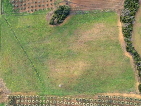 terreno agricolo in vendita a Capalbio