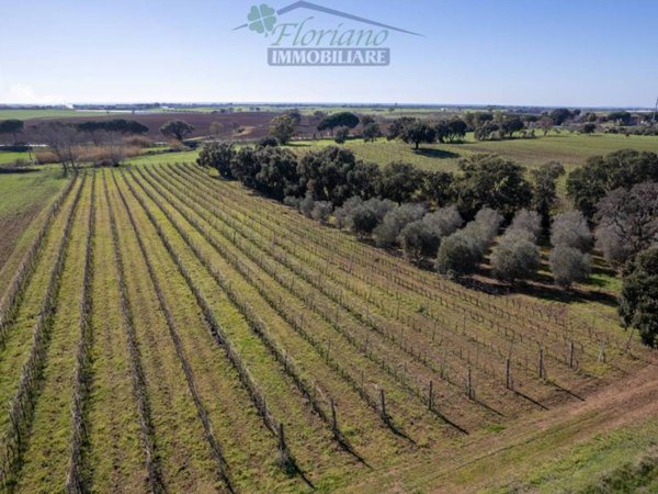 terreno agricolo in vendita a Capalbio in zona Borgo Carige