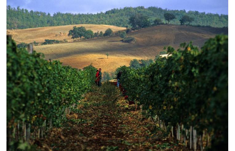 negozio in vendita a Capalbio