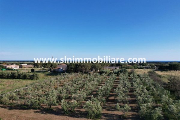 terreno agricolo in vendita a Capalbio