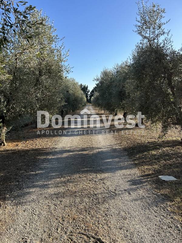 casa indipendente in vendita a Capalbio in zona Borgo Carige