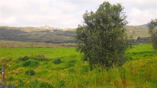 azienda agricola in vendita a Capalbio
