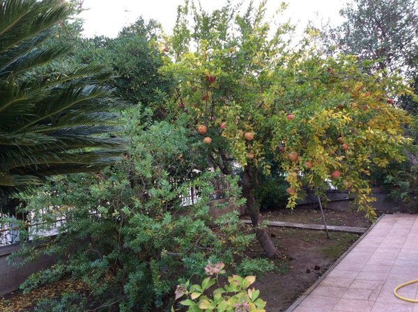 appartamento in vendita a Capalbio in zona Borgo Carige