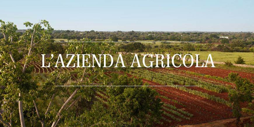 azienda agricola in vendita a Capalbio