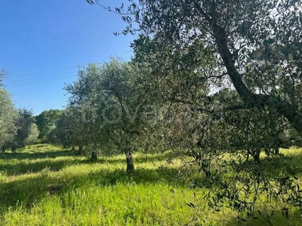 terreno agricolo in vendita a Capalbio