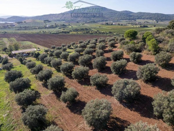 terreno agricolo in vendita a Capalbio