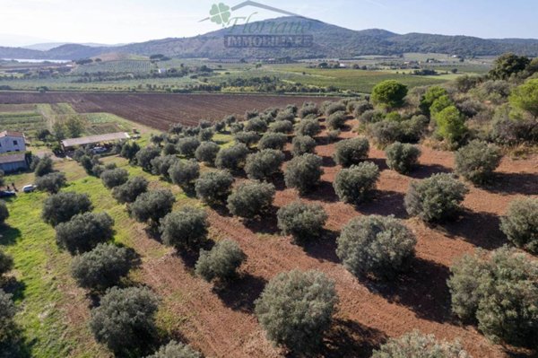 terreno agricolo in vendita a Capalbio