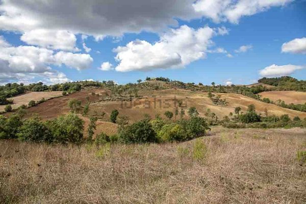 terreno agricolo in vendita a Capalbio