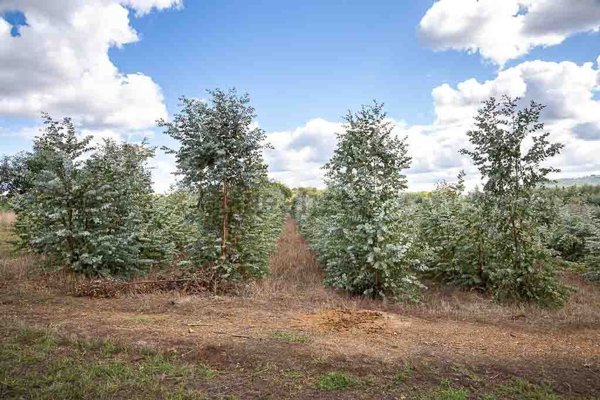 azienda agricola in vendita a Capalbio