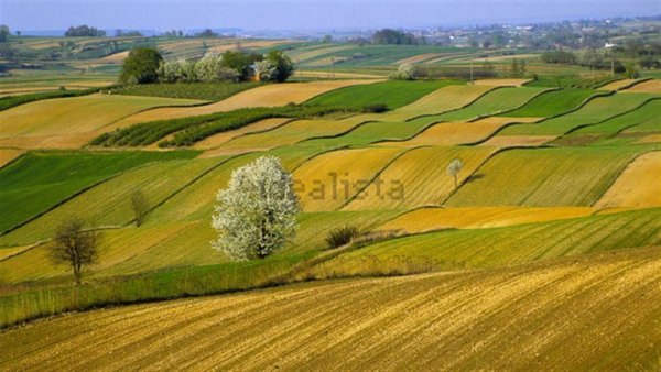casale in vendita a Capalbio