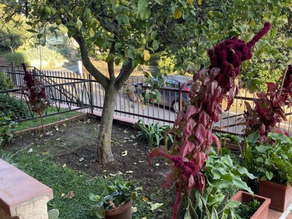 appartamento in vendita a Capalbio