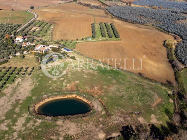 terreno agricolo in vendita a Capalbio
