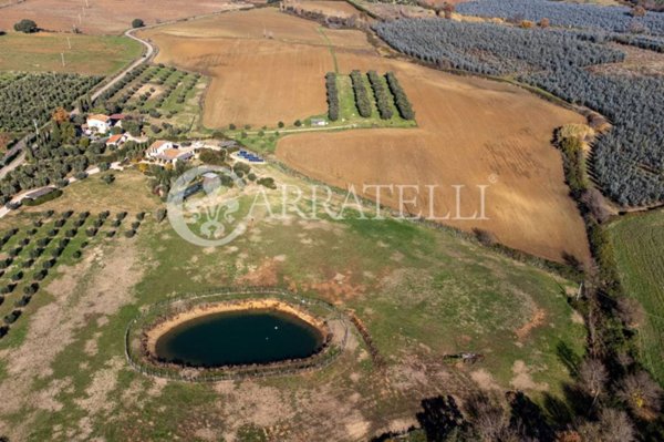terreno agricolo in vendita a Capalbio