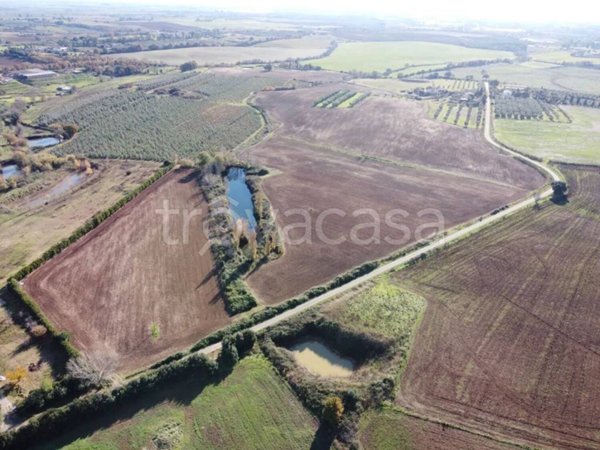 terreno agricolo in vendita a Capalbio in zona Pescia Fiorentina