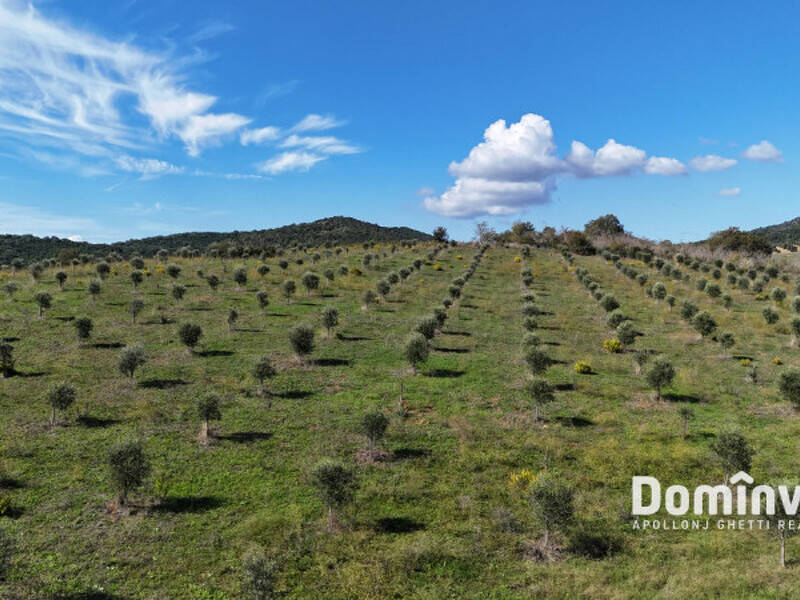 terreno agricolo in vendita a Capalbio