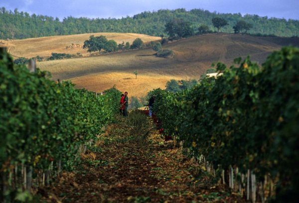negozio in vendita a Capalbio