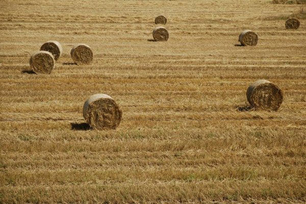 casa indipendente in vendita a Capalbio