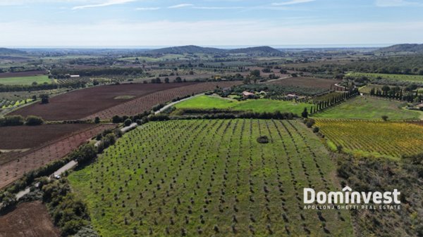 terreno agricolo in vendita a Capalbio