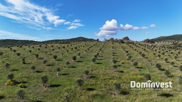 terreno agricolo in vendita a Capalbio