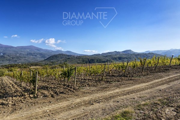 azienda agricola in vendita a Castel del Piano