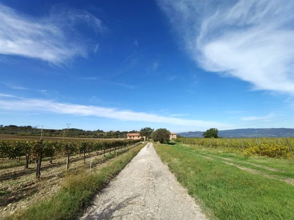 azienda agricola in vendita a Castel del Piano