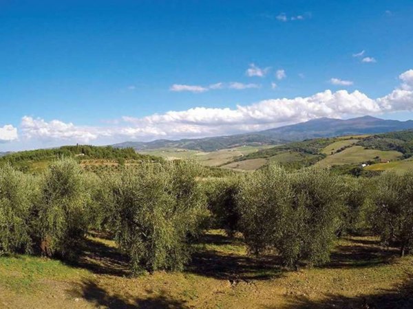 terreno agricolo in vendita a Castel del Piano