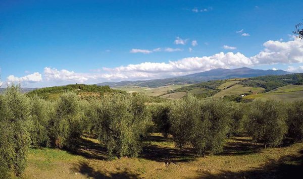 terreno agricolo in vendita a Castel del Piano