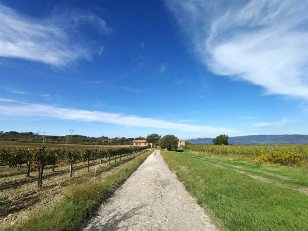 azienda agricola in vendita a Castel del Piano