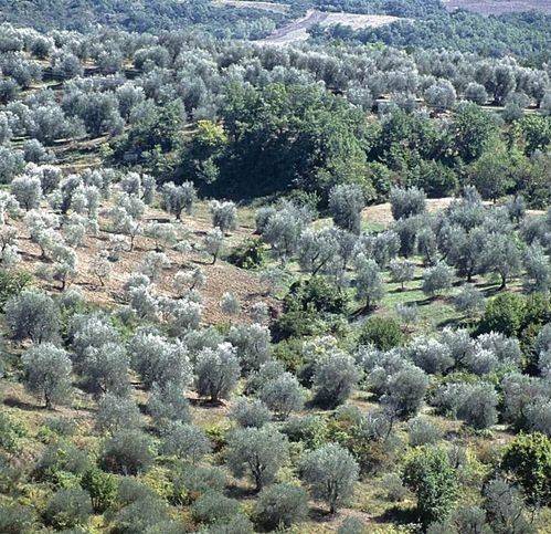 terreno agricolo in vendita a Castel del Piano