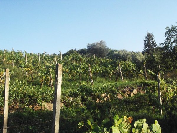 terreno agricolo in vendita a Castel del Piano in zona Montegiovi