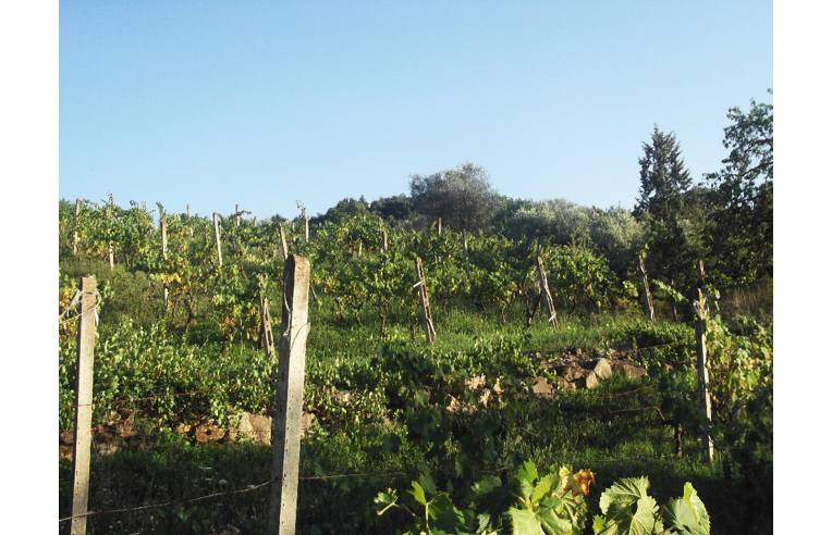 terreno agricolo in vendita a Castel del Piano in zona Montegiovi