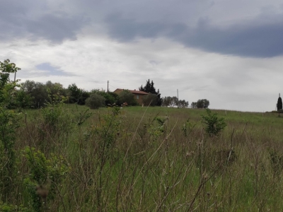 terreno agricolo in vendita a Castell'Azzara