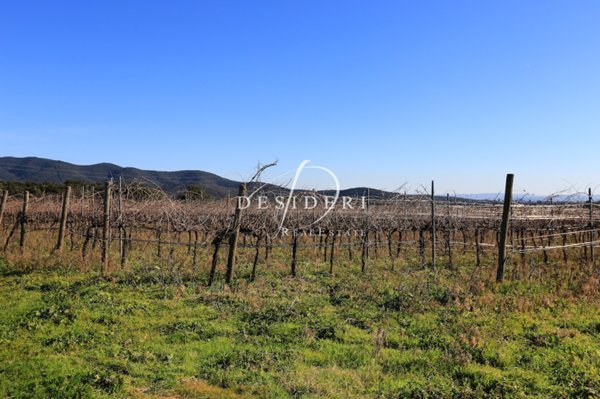 terreno agricolo in vendita a Castiglione della Pescaia