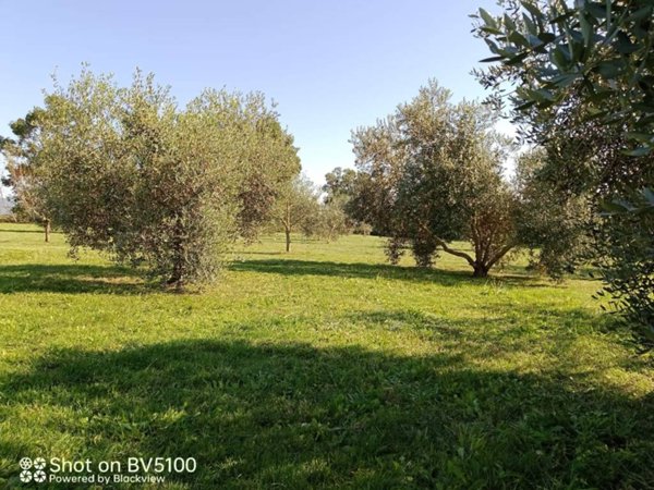 terreno agricolo in vendita a Castiglione della Pescaia in zona Buriano