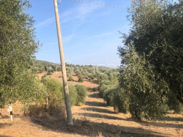 terreno agricolo in vendita a Castiglione della Pescaia in zona Buriano