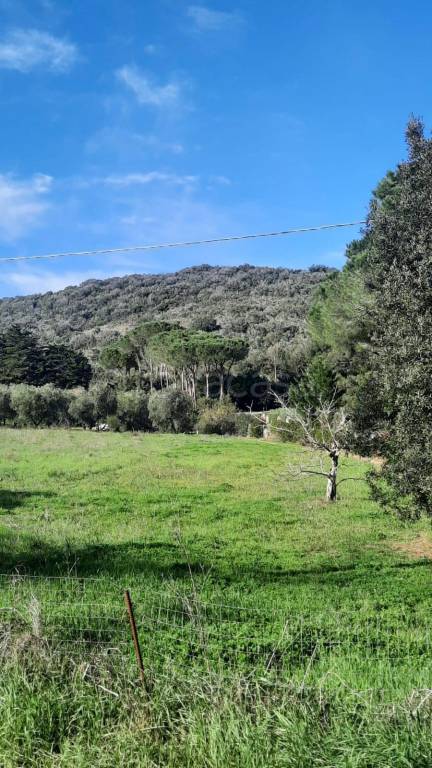 terreno agricolo in vendita a Castiglione della Pescaia