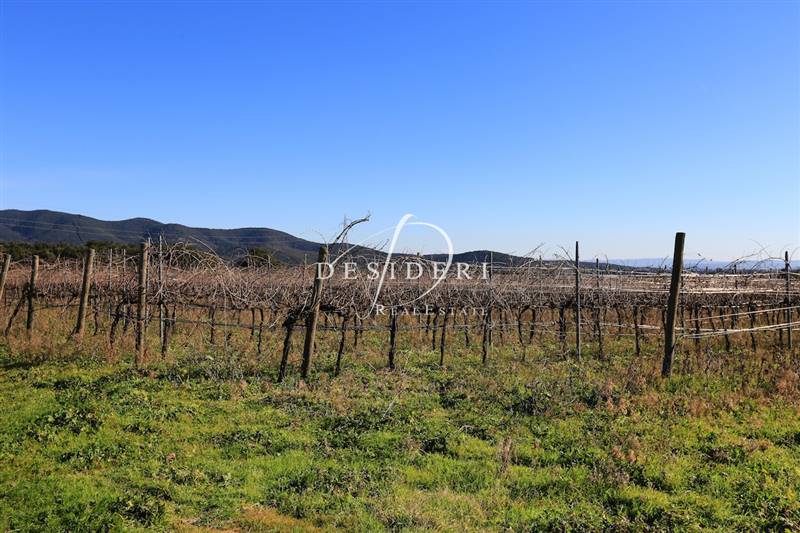 terreno agricolo in vendita a Castiglione della Pescaia