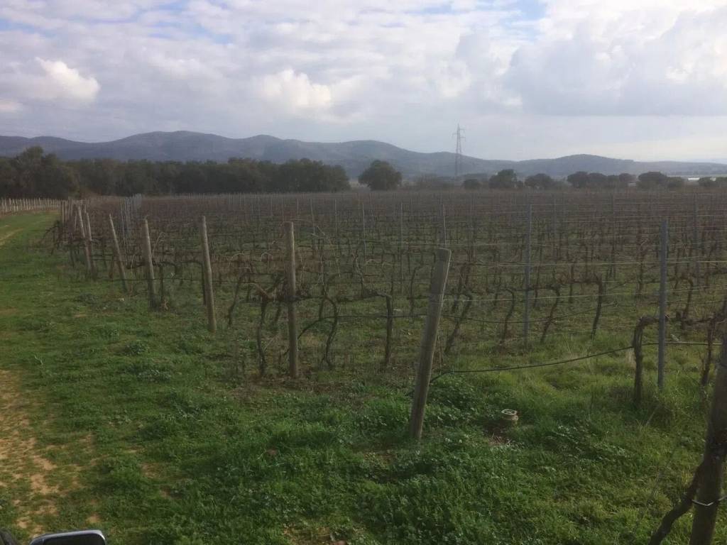 terreno agricolo in vendita a Castiglione della Pescaia in zona Tirli