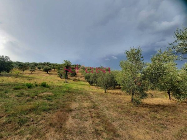 terreno agricolo in vendita a Castiglione della Pescaia in zona Buriano