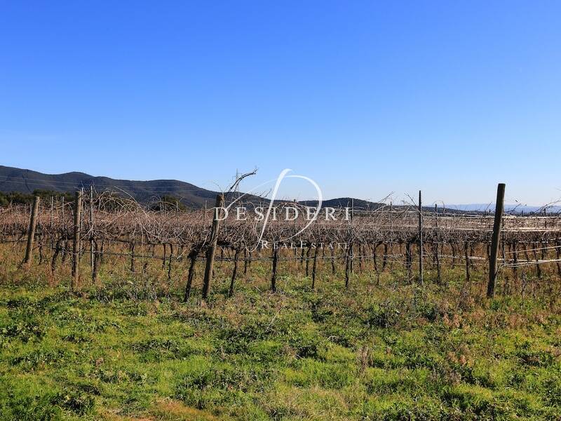 terreno agricolo in vendita a Castiglione della Pescaia
