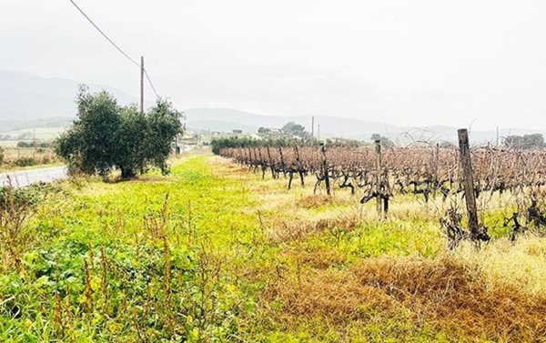 terreno agricolo in vendita a Castiglione della Pescaia