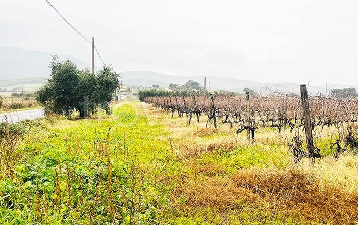terreno agricolo in vendita a Castiglione della Pescaia