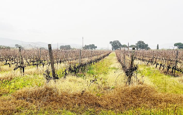 terreno agricolo in vendita a Castiglione della Pescaia