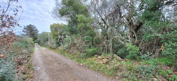 terreno agricolo in vendita a Castiglione della Pescaia in zona Vetulonia