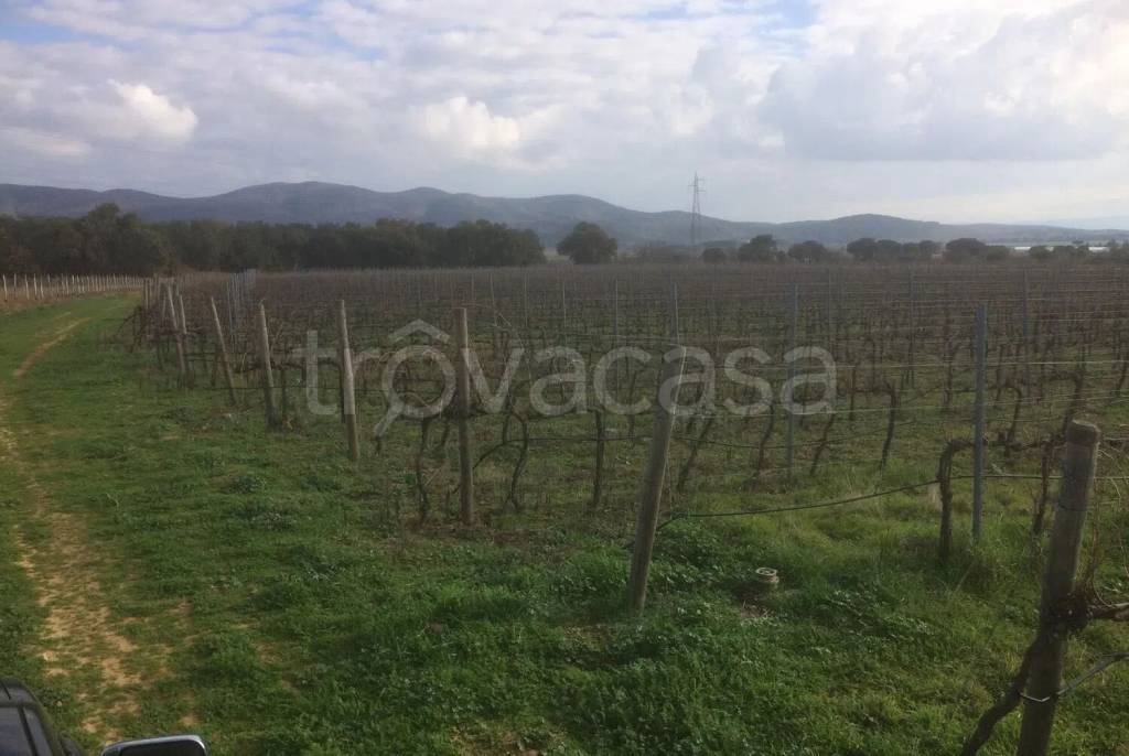 terreno agricolo in vendita a Castiglione della Pescaia