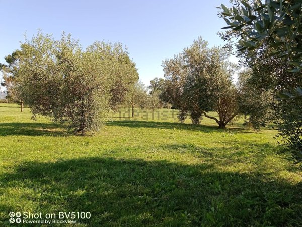 terreno agricolo in vendita a Castiglione della Pescaia in zona Vetulonia